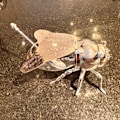 Miniatyrbilde 9 av 10: Bee Sukkerkopp Krydderkrukke GULL Gold