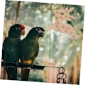 Pikkukuva 2 / 6: Bird Chew Lelut Papukaijat Korkkitulpat Lelut Ahventeline