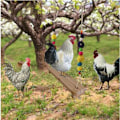 Pikkukuva 2 / 5: Chicken Swing Lelu Ahven Tikkaat Puiset tarvikkeet