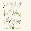 Miniatyrbilde 1 av 10: Blomsterplanteklistremerker Scrapbooking-dekorasjon 01 01 01