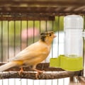 Miniatyrbillede 7 af 7: Fuglebur Water Feeder Drikke Feeder Fugle Vand Feeder Flasker