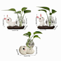Miniatyrbillede 2 af 10: Hydroponiske plantevaser Transparent glasvase C C C