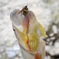 Pikkukuva 5 / 10: Mehiläisperhokalastusuistin Woolly Worm -viehe 16 16 16