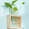 Pikkukuva 10 / 10: Hydroponic Plants Container Hydroponic Wood Frame KHAKI 5 TUBE khaki 5 tube-5 tube