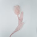 Miniatyrbillede 1 af 8: 5 Stk Stof Stof Blomst Tulipan Tøj Patch PINK pink