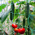 Pikkukuva 4 / 5: 4 kokoa 27 säikeen puutarhakasvien kiipeilyverkko Ipomoea Nil -kiipeilykukkia varten, kiipeilyrottinkiköysiä kasveille green 0.9m*1.8m