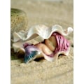 Miniatyrbillede 4 af 4: Miniature Have Statue af Havfrue - Drømme Havfrue Dream Mermaid in Shell