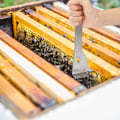 Miniatyrbild 7 av 7: 304 Rostfritt Stål Bihus Skrapa Verktyg Biodling Utrustning Verktyg för Biodlare