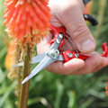 Miniatyrbillede 3 af 4: Havearbejdssaks – Stærk, let havearbejdssaks, der er ideel til stueplanter og blomsterarrangement – Razor Sharp, lommestørrelse