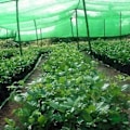 Miniatyrbillede 2 af 5: Grønt dækken til byggeplads jordnet støvnet plante skygge net grønt net jorddække sanddækken net 4,5m