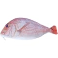 Miniatyrbillede 5 af 5: Fisk Pennepose Sjov Blyantpose Fisk Form Lynlås Pung Nyhed Fisk Pennepose til Skole Klasseværelse Forsyning-Fisk Pennepose Sjov Blyantpose