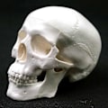 Miniatyrbillede 1 af 5: Menneskelig Anatomisk Model Medicinsk Kranium Menneskelig Anatomisk Anatomi Hoved Studerende Anatomi Undervisningsmaterialer Kranium Model QVg OLV