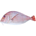 Miniatyrbillede 1 af 5: Fisk Pennepose Sjov Blyantpose Fisk Form Lynlås Pung Nyhed Fisk Pennepose til Skole Klasseværelse Forsyning-Fisk Pennepose Sjov Blyantpose