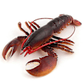 Miniatyrbillede 1 af 5: Hav Livagtig Hummer Fisk Statue Model Figur Til Hus Værelse Bordplade Dekoreret 1 stk