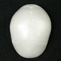 Miniatyrbillede 3 af 5: Menneskelig Anatomisk Model Medicinsk Kranium Menneskelig Anatomisk Anatomi Hoved Studerende Anatomi Undervisningsmaterialer Kranium Model QVg OLV