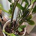 Miniatyrbild 2 av 4: Plantstöd Krok Akryl Växtrankhållare Vattentät Växtstöd Krok Spaljé S