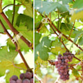 Miniatyrbillede 4 af 8: Planteklemmer til plantesupport/trellis 100-pak Gr Transparent