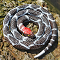 Miniatyrbillede 4 af 5: Realistsik Fake Slange Legetøj Blød Gummi Slange Figur Have Slange Scare Fugle og Egern, Python Action Model Slange Legetøj Figurer Stress Relief Legetøj Yellow
