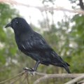 Miniatyrbillede 4 af 4: 6 x Halloween Dekoration Ravn Ravn Kunstig Ravn med Fjer Sort Fugl