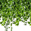Pikkukuva 1 / 11: 25 metriä Murattiköynnös / Lehtiköynnös - 2 m pitkä Green Grön