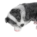 Miniatyrbild 5 av 8: Hundfigur Trädgårdsstaty Bedårande Dekorativ Husdjursskulptur Syntetiskt Harts Hållbar Väderbeständig Utomhus Inomhus Användning Auto Start Kontroll LCD-skärm