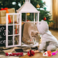 Miniatyrbild 5 av 8: 2024 Katt-Adventskalender med 24 Katt-Leksaker, Fjäder- och Musleksaker för Katter, Julnedräkningsskoj (Stil 1) Style 1