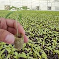 Miniatyrbillede 2 af 8: Rockwool Cube, Rockwool-propagering Sub-Free-propagering, Jordbruk, Jordlös odling, Hydroponisk odling, 50 PCS utomhusliv