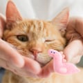 Miniatyrbilde 6 av 7: Kattmynta Tugga Kattleksaker Mjuk plysch Djurform För Kattunge Katt Min Brun Bjørn