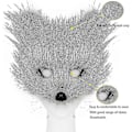 Pikkukuva 5 / 6: Tekoturkis Kettu Häntä Kissa Ihmissusi Cosplay Pukusetti Pehmo Naamio Pörröiset Tassut Käsineet Halloween Joulu Harmaa Gray One Size