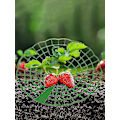 Miniatyrbild 4 av 5: (100-pack) Jordgubbsplantstöd för krukväxter, Solrosstöd, Förhindrar mögel och mjöldagg, Ökar skörden, Lätt att montera och förvara