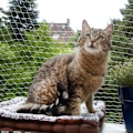 Miniatyrbilde 1 av 5: Kattenett Balkong Dyrenett Balkongnett for Katter Dyrebalkong Mesh Gjerde Nett Hunde Gjerde Nett Svart Nylon Kjæledyr(3 * 6 Meter)