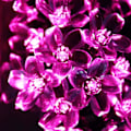 Miniatyrbillede 4 af 4: Solcelledrevne blomsterlyskæde til udendørs brug, vandtæt, 7 meter, 50 lyserøde kirsebærblomster LED-fe-lys