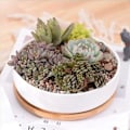 Miniatyrbilde 3 av 5: Blomukor Inomhus, 2-pakningssett Keramiske Blomsterpotter Planter, hvite Keramiske Potter Små Runde Potter for Hjemmekontordekorasjon
