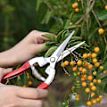 Miniatyrbillede 5 af 5: Havearbejde Saks Værktøj Beskæring Saks Rustfrit Stål Havearbejde Blomster Værktøj