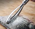 Fish Scale Remover/Fish Scaler - Stainless Steel Oval Wide Serrated