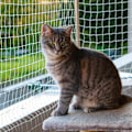 Miniatyrbilde 2 av 5: Kattenett Balkong Dyrenett Balkongnett for Katter Dyrebalkong Mesh Gjerde Nett Hunde Gjerde Nett Svart Nylon Kjæledyr(3 * 6 Meter)
