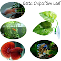 Miniatyrbillede 4 af 5: Betta Fisk Bladpude - Forbedr Bettas helbred ved at simulere naturligt habitat (Dobbeltbladsdesign, en stor og en lille)