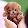 Miniatyrbild 2 av 5: 2025 Ny Robot Hund för Vuxna, AI Robot Hund, Nicoo - Min Realistiska Robotvalp Som Agerar Som en Riktig Valp - Går, Skäller, Viftar på Svansen [YJD] A