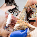 Miniatyrbillede 4 af 4: Kæledyrspleje Hængekøje Hjælper Assistent Multifunktionelt Tørt Håndklæde Kat Hunde Fastholdelsespose grey M