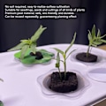 Miniatyrbillede 5 af 7: 50 stk. Torvfrøplanteblokke til hydroponisk og jordløs plantefrøspiring - HRD TN0415