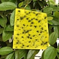Miniatyrbild 4 av 5: INF Klibbig fälla för skadeinsekter Flugfångare 20-pack Gul 20x10 cm