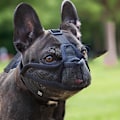 Miniatyrbillede 4 af 5: Hundehvalp til kortnæsede hunde XXS