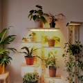 Miniatyrbillede 8 af 11: INF LED lyspaneler til planter - EU-adapter