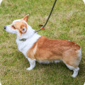 Miniatyrbillede 2 af 4: Hundesnor Sort 6 mm x  1.5 m