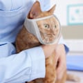 Miniatyrbild 6 av 7: Kattmunkorg för trimning och behandling Vit M