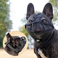 Miniatyrbillede 4 af 5: Hundehvalp til kortnæsede hunde M