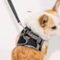 Miniatyrbillede 3 af 4: Åndbar hundesele og snor M
