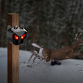 Miniatyrbillede 8 af 10: Solar Animal Repeller med rødt LED lys 2-pak Sort