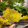 Miniatyrbillede 7 af 7: INF Klistret fælde til skadedyr på stueplanter Fluefanger 12-pak