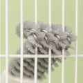 Pikkukuva 4 / 5: Lintuhäkin puhdistusharja - helppo ja tehokas puhdistus